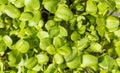 Growing microgreens. Pattern of young sunflower shoots, top view, close-up Royalty Free Stock Photo