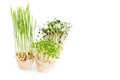 Growing microgreens on white background with free space for text. Healthy eating concept of fresh garden produce Royalty Free Stock Photo