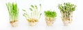 Growing microgreens on white background with free space for text. Healthy eating concept of fresh garden produce Royalty Free Stock Photo