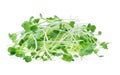 Growing microgreens on white background