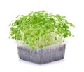 Growing microgreens on white background