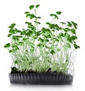 Growing microgreens on white background Royalty Free Stock Photo
