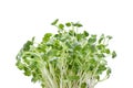 Growing microgreens on white background