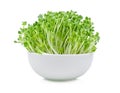 Growing microgreens on white background