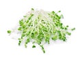 Growing microgreens on white background