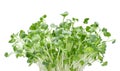 Growing microgreens on white background