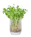 Growing microgreens on white background Royalty Free Stock Photo