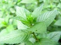 Growing mint Royalty Free Stock Photo