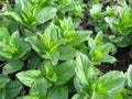 Growing mint Royalty Free Stock Photo