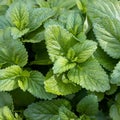 Growing mint close-up, green foliage background, square frame. Royalty Free Stock Photo