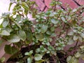 growing mint leaf plant in the plastic pot Royalty Free Stock Photo