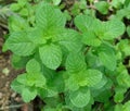 Growing mint leaves Royalty Free Stock Photo