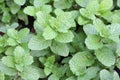 Growing mint leaves Royalty Free Stock Photo