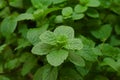 Growing mint leaves Royalty Free Stock Photo