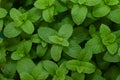 Growing mint leaves Royalty Free Stock Photo