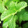 Growing mint leaves in garden Royalty Free Stock Photo