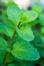 Growing mint leaves Royalty Free Stock Photo