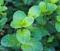 Growing mint leaves Royalty Free Stock Photo
