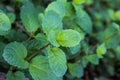 Growing mint leaves Royalty Free Stock Photo