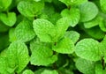 Growing mint leaves Royalty Free Stock Photo