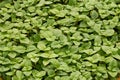 Growing mint leaves Royalty Free Stock Photo