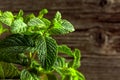 Growing mint.  Selective focus Royalty Free Stock Photo