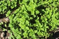 Growing mint in organic farm. Royalty Free Stock Photo