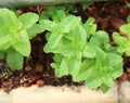 Growing mint in organic farm. Royalty Free Stock Photo