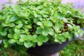 Growing mint in organic Royalty Free Stock Photo