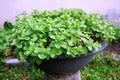 Growing mint in organic Royalty Free Stock Photo