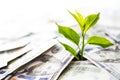 Growing Money and investments. Royalty Free Stock Photo