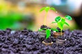 Growing Money Plant On Coins business Finance And Investment Concep Royalty Free Stock Photo