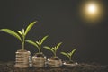 Growing Money Plant On Energy saving light bulb with piggy and tree growing on stacks of coins Royalty Free Stock Photo