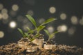 Growing Money Plant On Energy saving light bulb and tree growing on stacks of coins on black background, Coins business Finance An Royalty Free Stock Photo