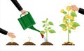 Growing money tree. Stages of growing. Royalty Free Stock Photo