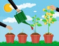 Growing money tree. Stages of growing. Royalty Free Stock Photo