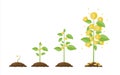 Growing money tree. Stages of growing. Royalty Free Stock Photo