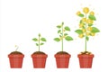 Growing money tree. Stages of growing. Royalty Free Stock Photo