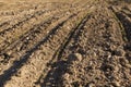 a growing monoculture of sweet corn in sunny weather