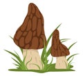 Growing morel icon. Cartoon forest nature element Royalty Free Stock Photo