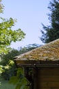 Growing a moss on a roof - summer season Royalty Free Stock Photo