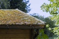 Growing a moss on a roof - summer season Royalty Free Stock Photo