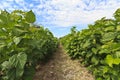 Growing mulberry trees at field Royalty Free Stock Photo