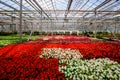 Growing multicolored begonia flower seedlings in modern hydroponic greenhouse Royalty Free Stock Photo