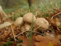 Growing mushroom fuzz-ball in forest Royalty Free Stock Photo