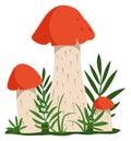 Growing mushroom icon. Orange cap boletus fungus