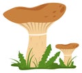 Growing mushroom in nature. Milk agaric cartoon icon