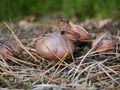 Growing mushroom suillus luteus