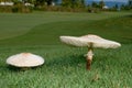 Growing Mushrooms Royalty Free Stock Photo