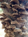 Growing Mushrooms on Logs and Stumps.